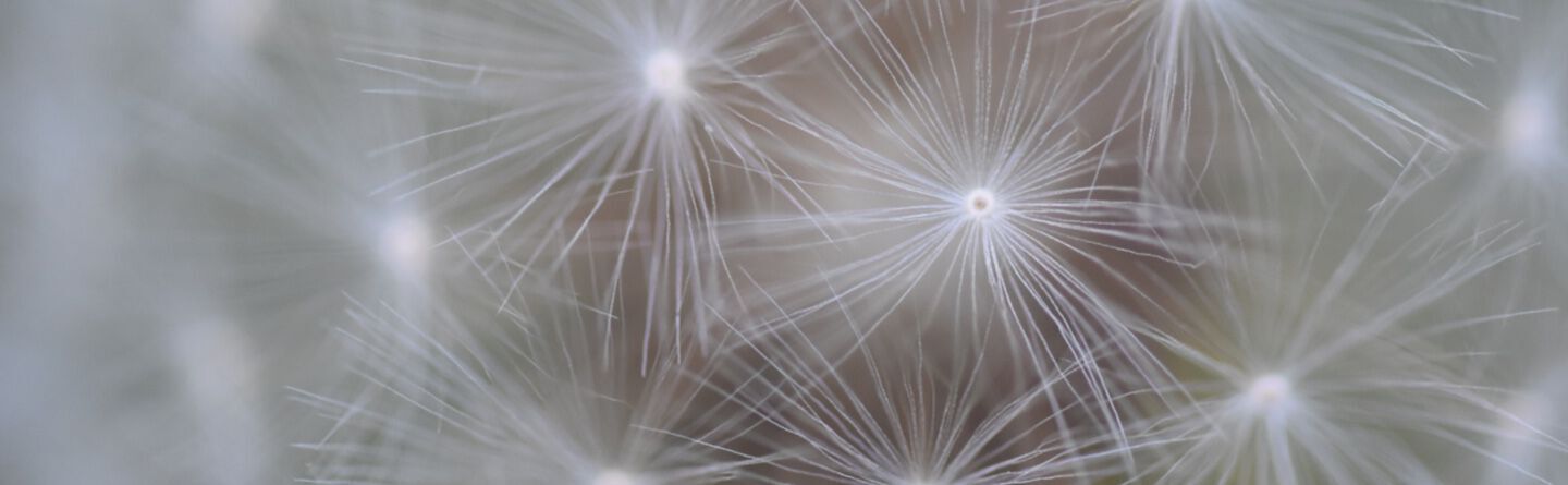 blog header
